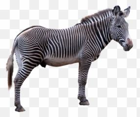 Zebra Png Icon - Zebra Transparent Background,Zebra Png