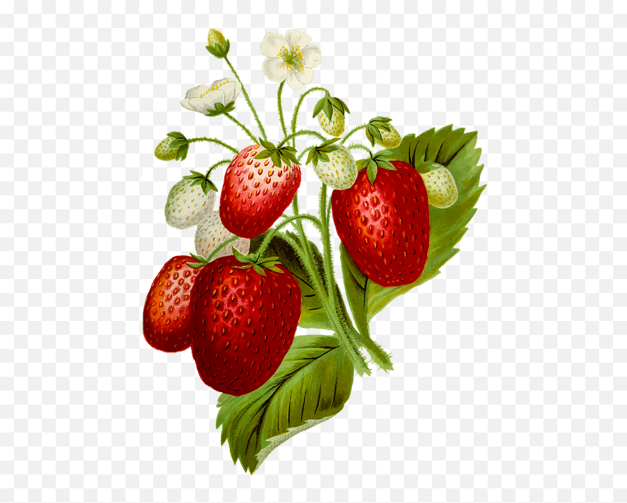 Strawberry Slice Png - Strawberry Plant Png,Strawberry Transparent Background