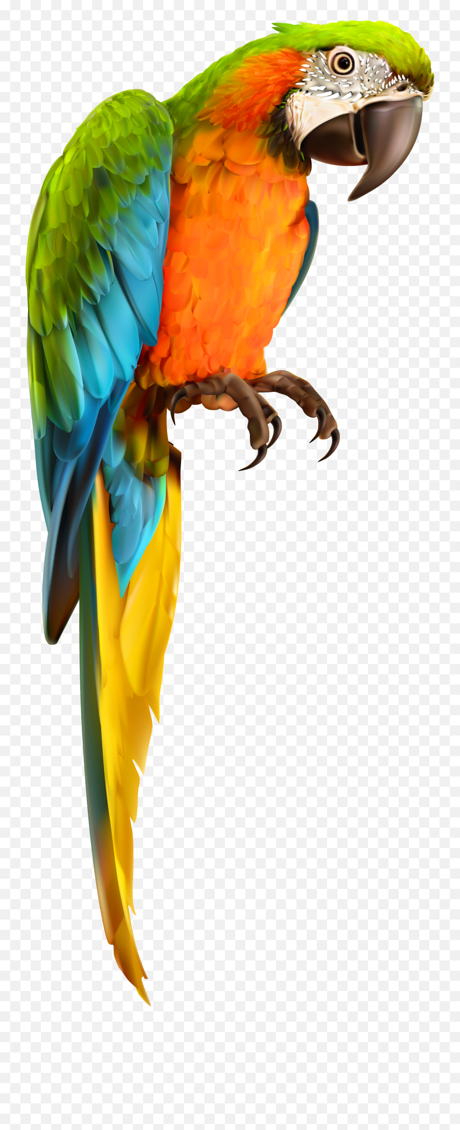 Transparent Background Png Parrot