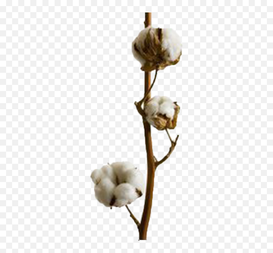 Cotton Download Png Image - Cotton Illustration Png,Cotton Png