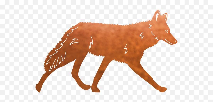 Coyote - Red Fox Png,Coyote Png