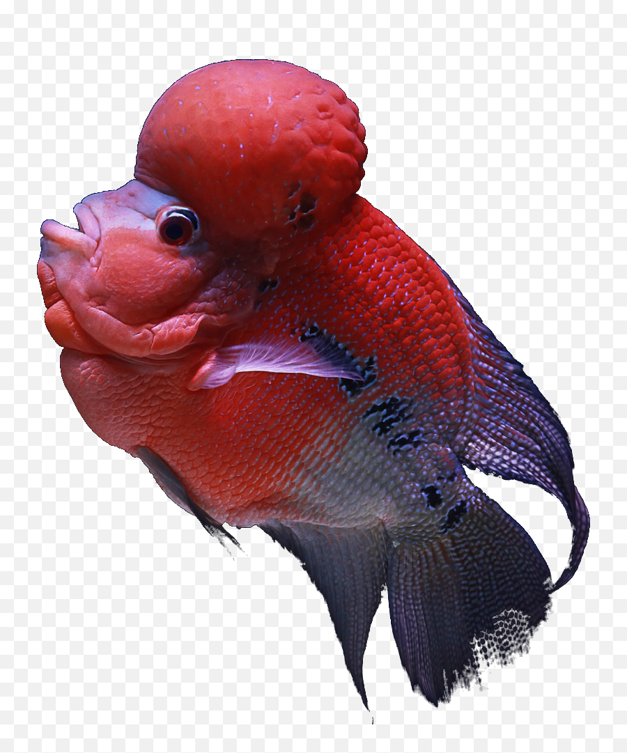 Image V88 Png Rec Ultra The Fish In Aquarium - Tropical Indian Fish,Aquarium Png