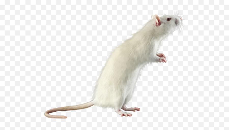 Download Hd Rat Mouse White Png - White Mouse Transparent Background,Rat Transparent