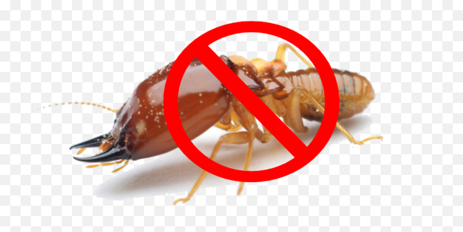 Download Termite Png Image With No - Insect Termite,Termite Png