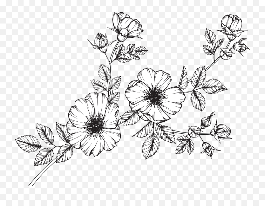 Wild Flowers Png - Collection Of Free Wildflowers Minimalist Wild Flower Clip Art,Rose Drawing Png