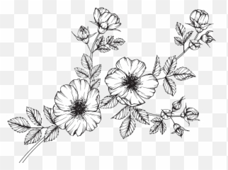 Wild Flowers Png - Collection Of Free Wildflowers Minimalist Wild Flower Clip Art,Rose Drawing Png