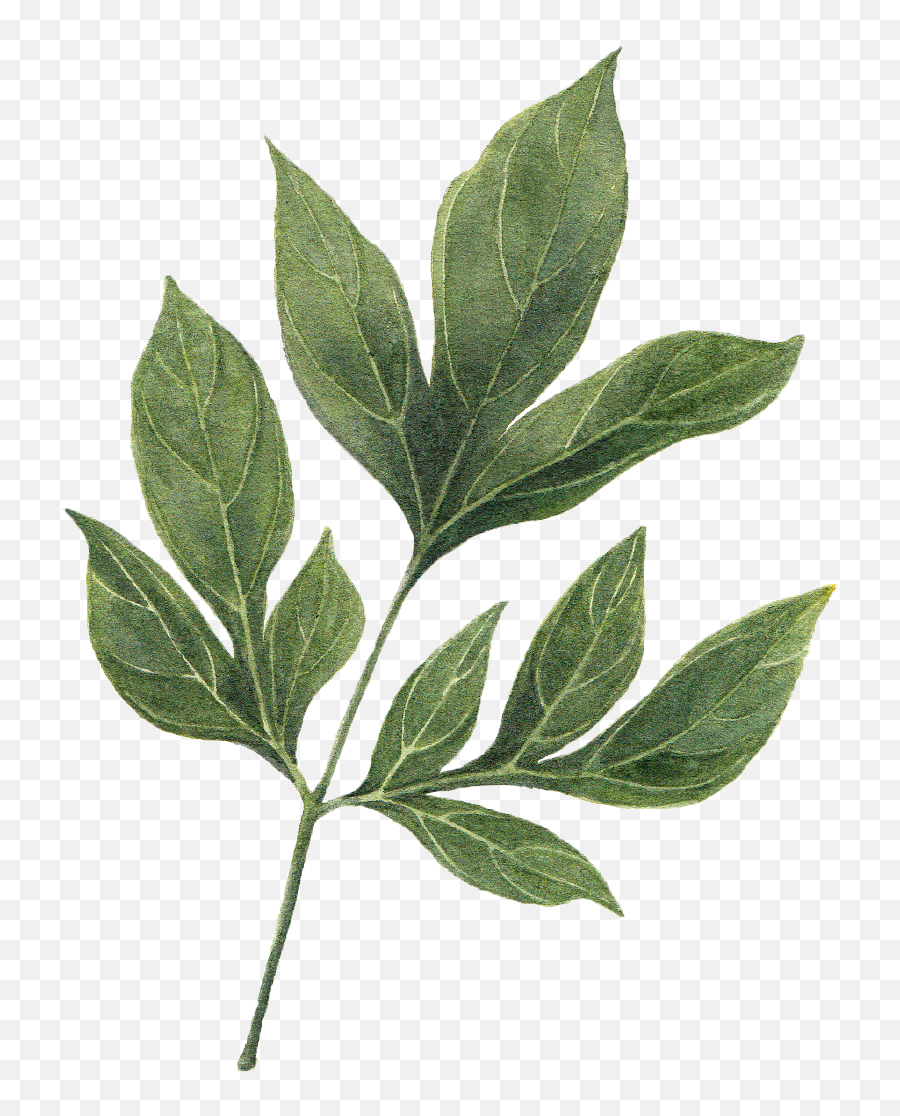 Dahlia Leaves By We Studio - Illustration Png,Green Leaf Png