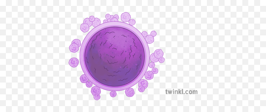 Egg Cells Illustration - Twinkl Dot Png,Cells Png