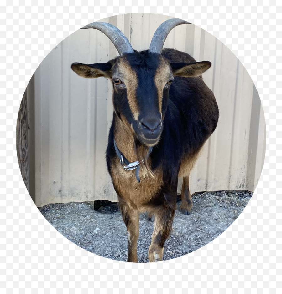 The Herd U2014 Lola Sonoma Farms - Goat Png,Goats Png
