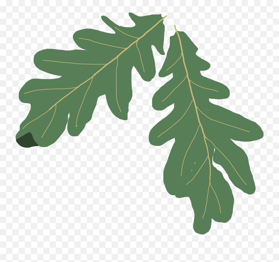 Oak Tree Clip Art Silhouette - Oak Leaf Clipart Png,Tree Clip Art Png