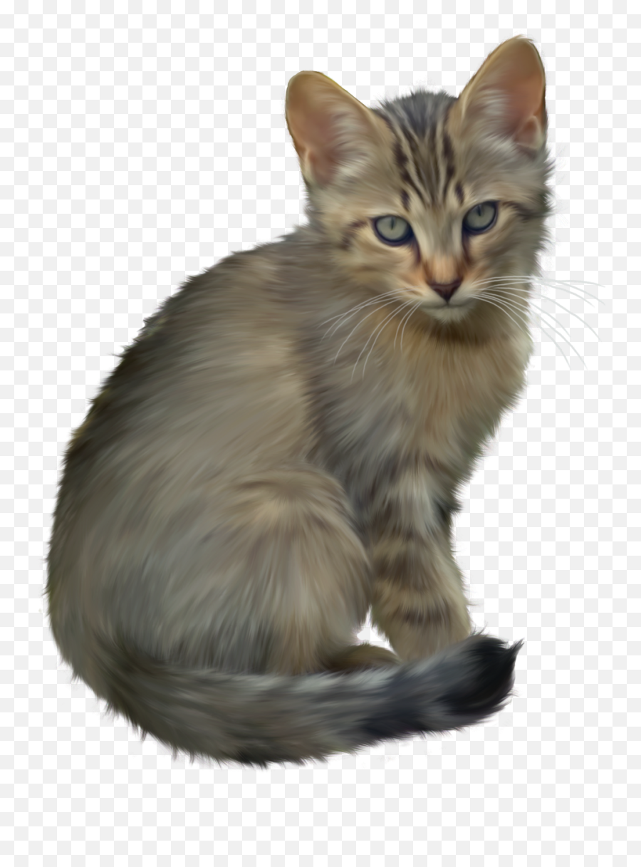 Download Kitten Transparent Png Background
