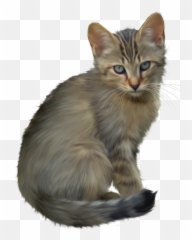 Download Kitten Transparent Png