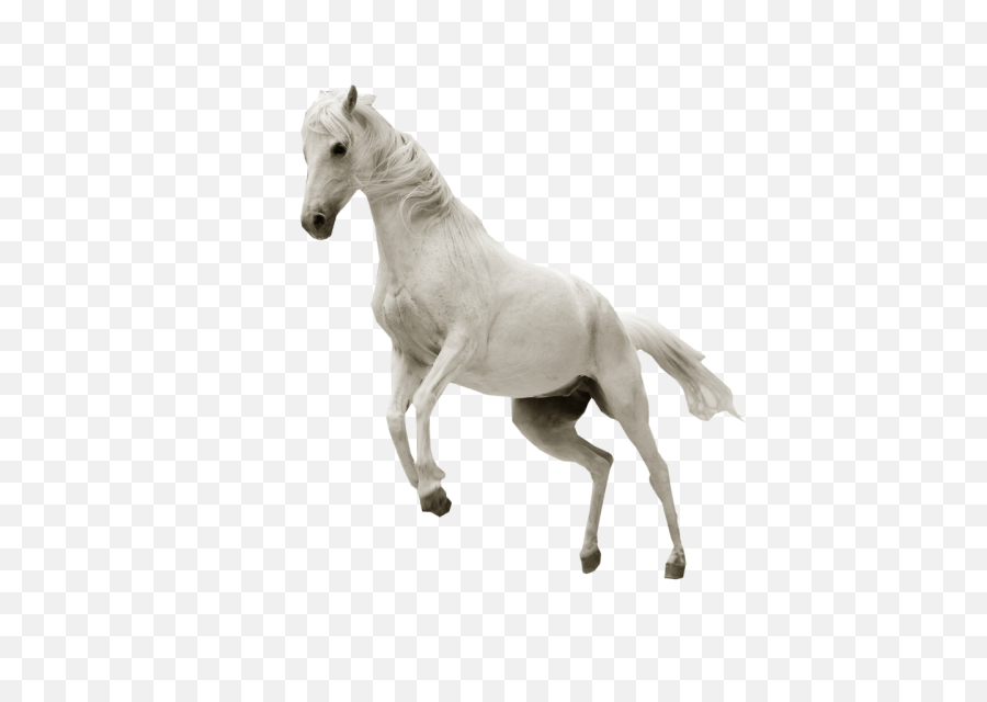 Ftesticker Horse Whitehorse Run Running - White Horse Transparent Background Png,Horse Running Png