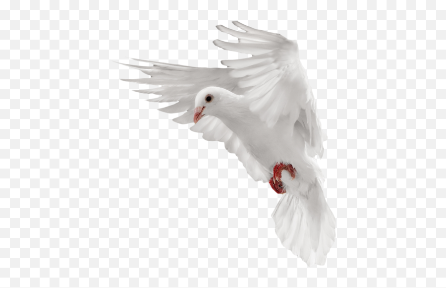 Dove Pigeon Png Transparent Image - Png Of Flying Pigeon,Dove Transparent