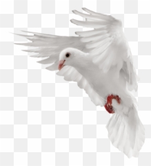 Dove Pigeon Png Transparent Image - Of Flying