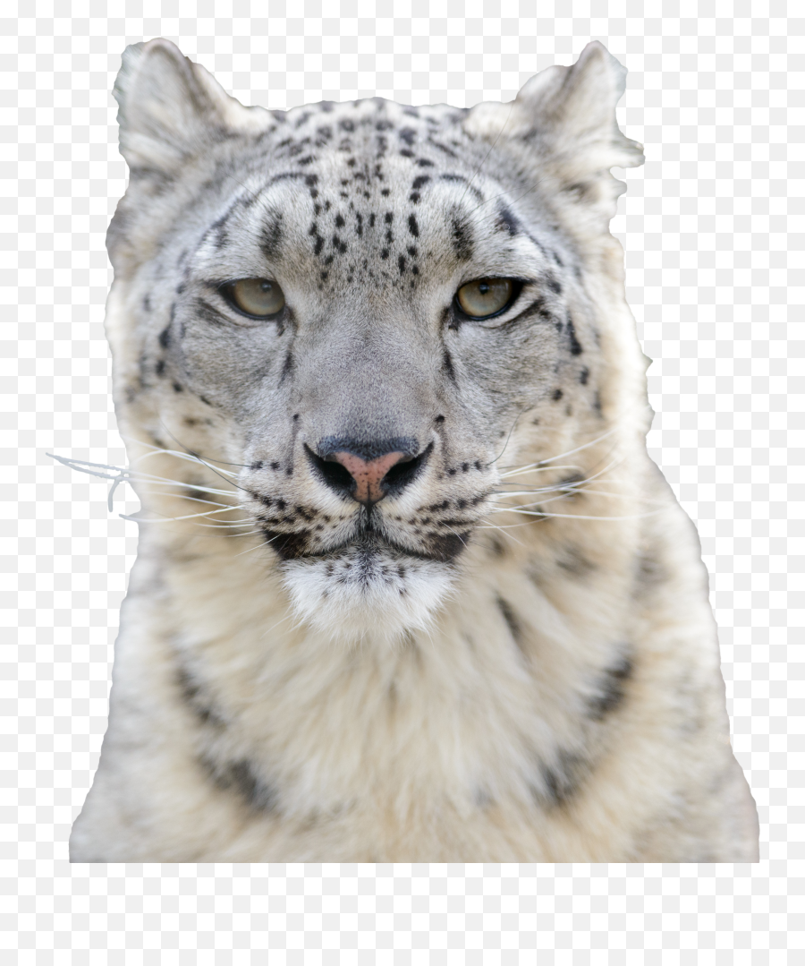 Critical Effort To Save Snow Leopards - Snow Leopard Png,Transparent Snow