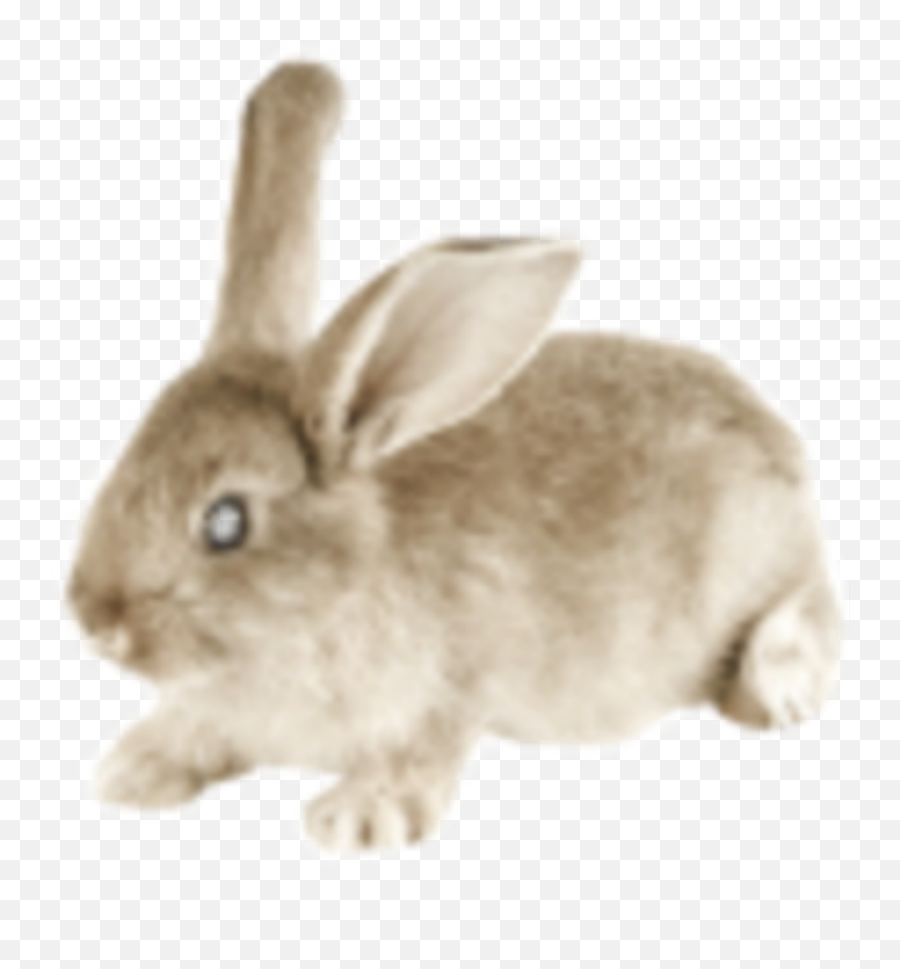 Bunny Tumblr Posted By Ryan Peltier Png Icon