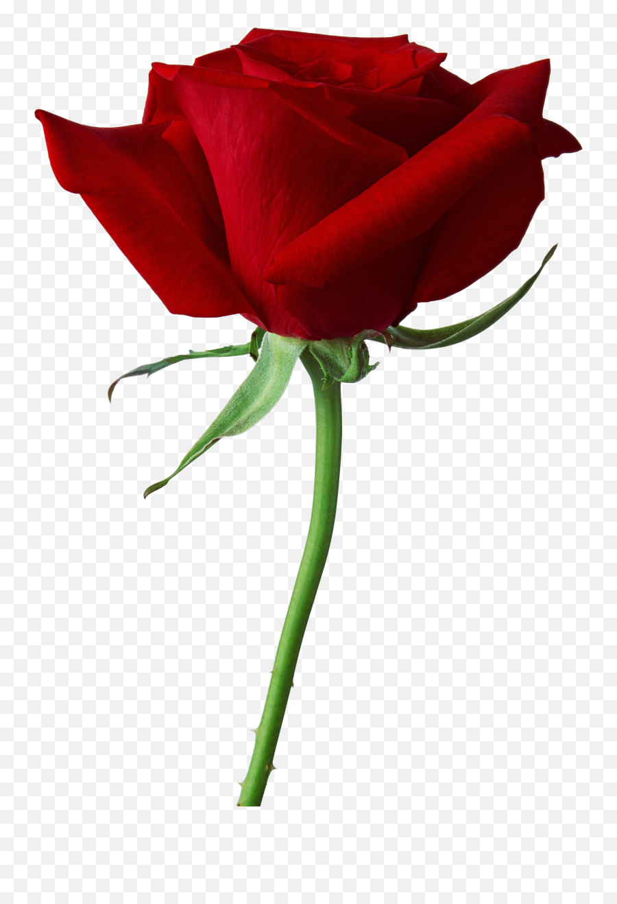 Red Rose Png Image - Rose In Png Format,Red Rose Png