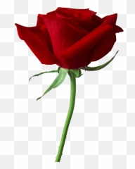 Red Rose Png Image - Rose In Png Format,Red Rose Png