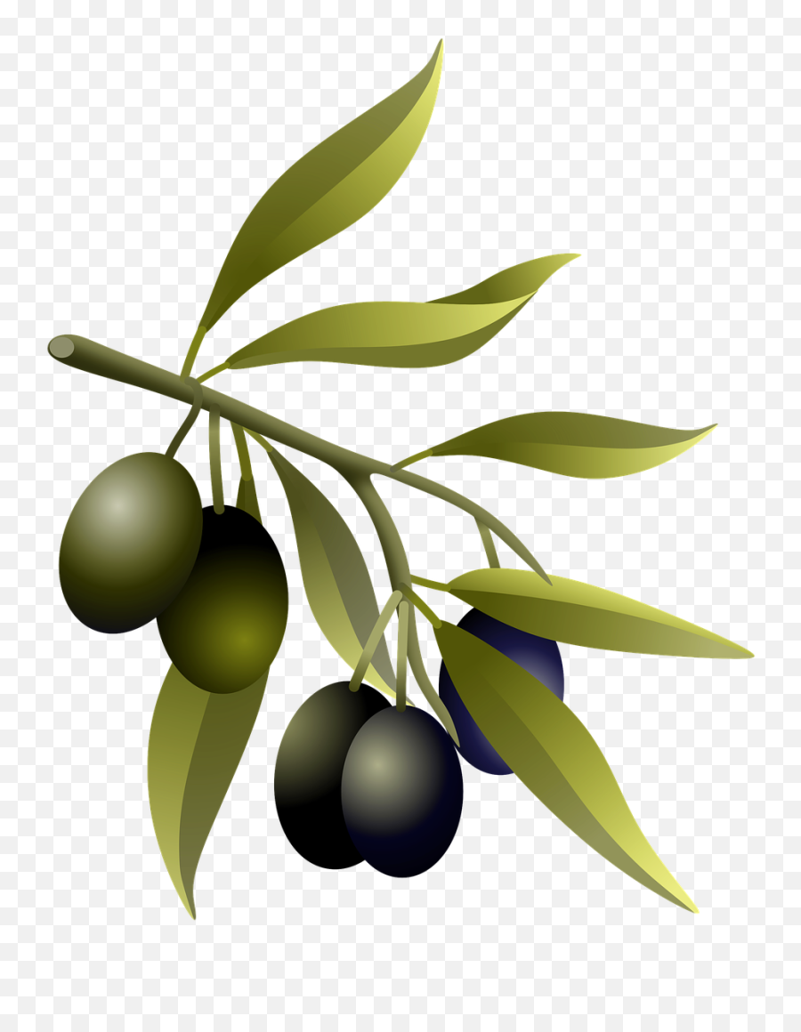 Olives Oil Fruits Olive - Free Image On Pixabay Olive Branch Real Png,Olive Tree Png