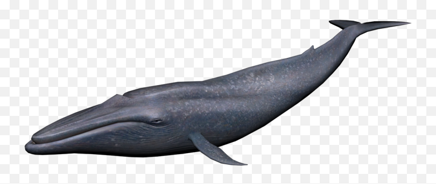 Whale Png Images Free Download - Blue Whale Png,Humpback Whale Png