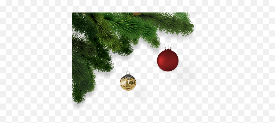 Cork Christmas Trees Real Ireland - Real Christmas Ornaments Png,Christmas Tree Transparent