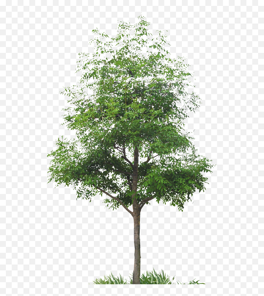 Japanese Culture - Tree Png High Quality,Maple Tree Png