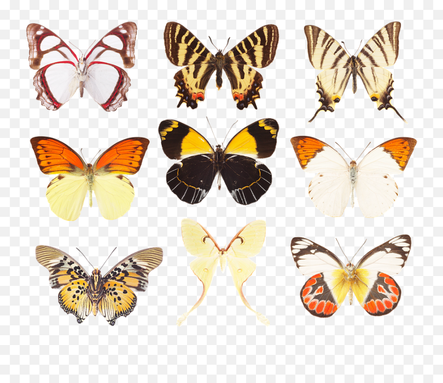 Butterfly Collection Of - Free Image On Pixabay Png,Butterfly Wing Png