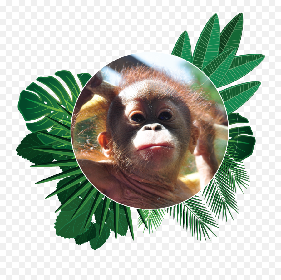 Download Popi The Orangutan Aware Environmental Adventure Of - New World Monkey Png,Orangutan Png