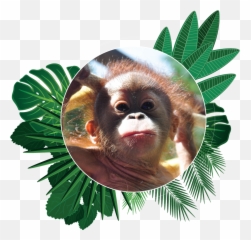 Download Popi The Orangutan Aware Environmental Adventure Of - New World Monkey Png,Orangutan Png
