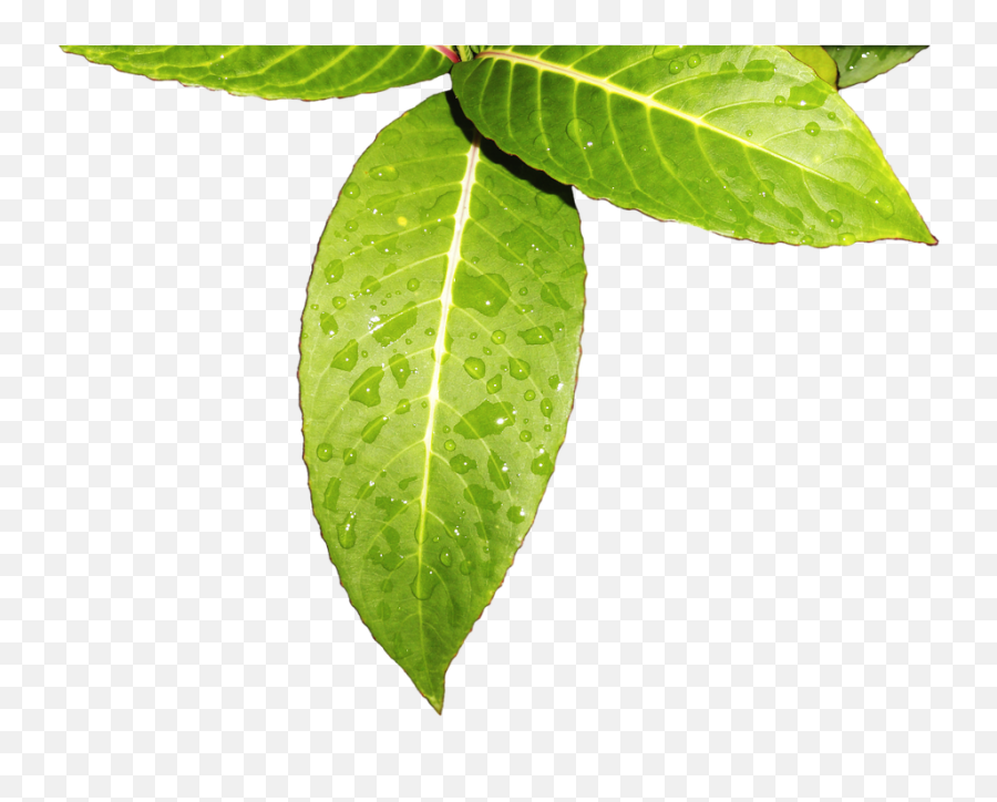 Leaves Foliage Green - Hojas Verdes Png,Foliage Png