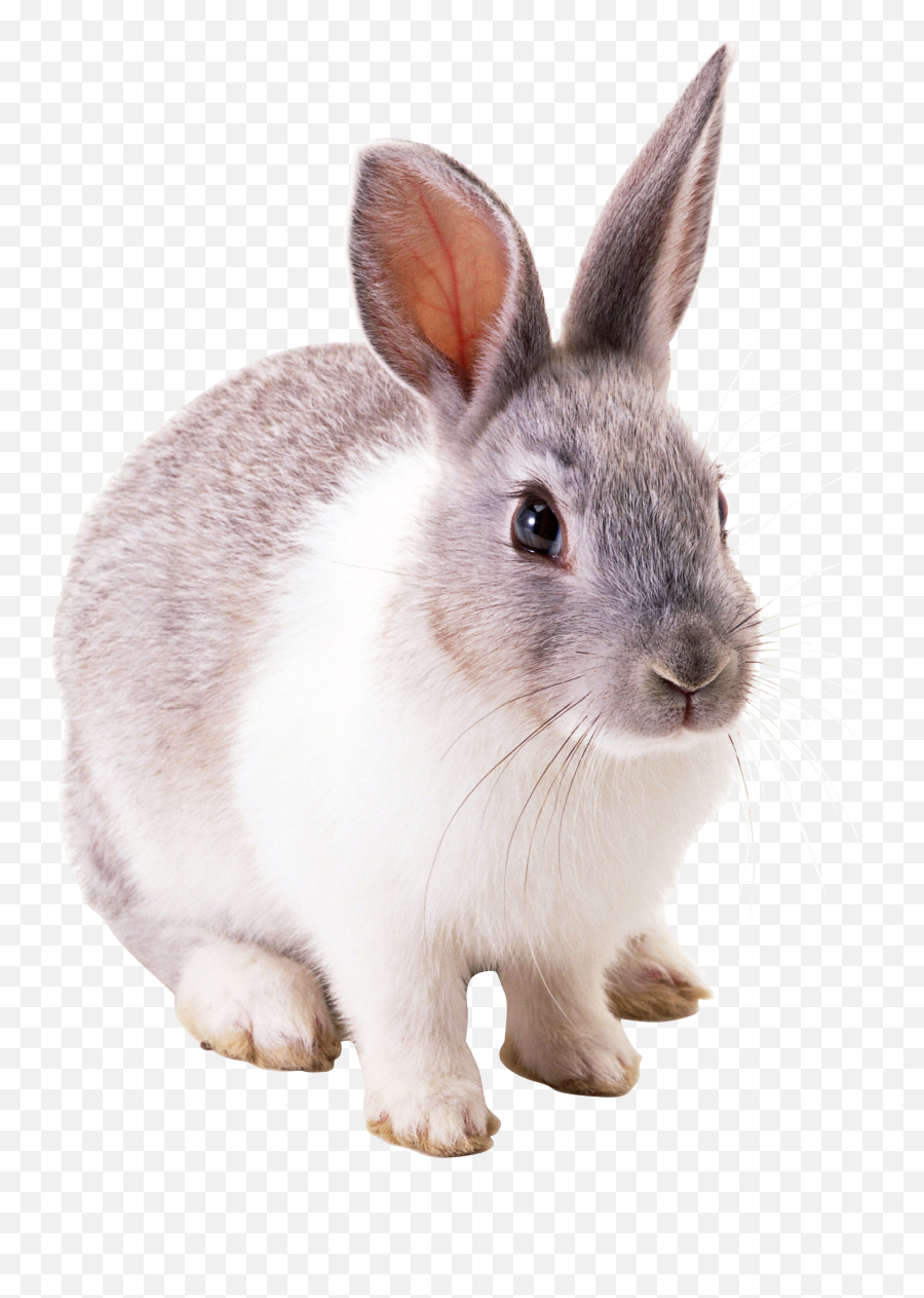 White Rabbit - Rabbits Png,White Bunny Png