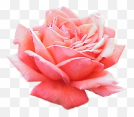 Extracted Pink Rose - Vida Con Una Rosa Png,Pink Roses Png