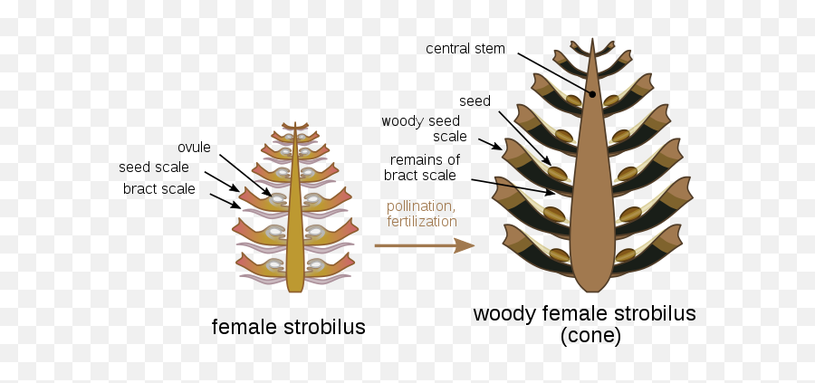 Conifer Cone - Wikiwand Pine Cone Anatomy Png,Pine Cone Png