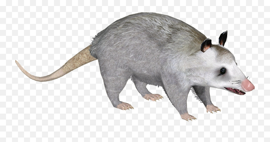 Possum Transparent - Possum Clipart Png,Opossum Png