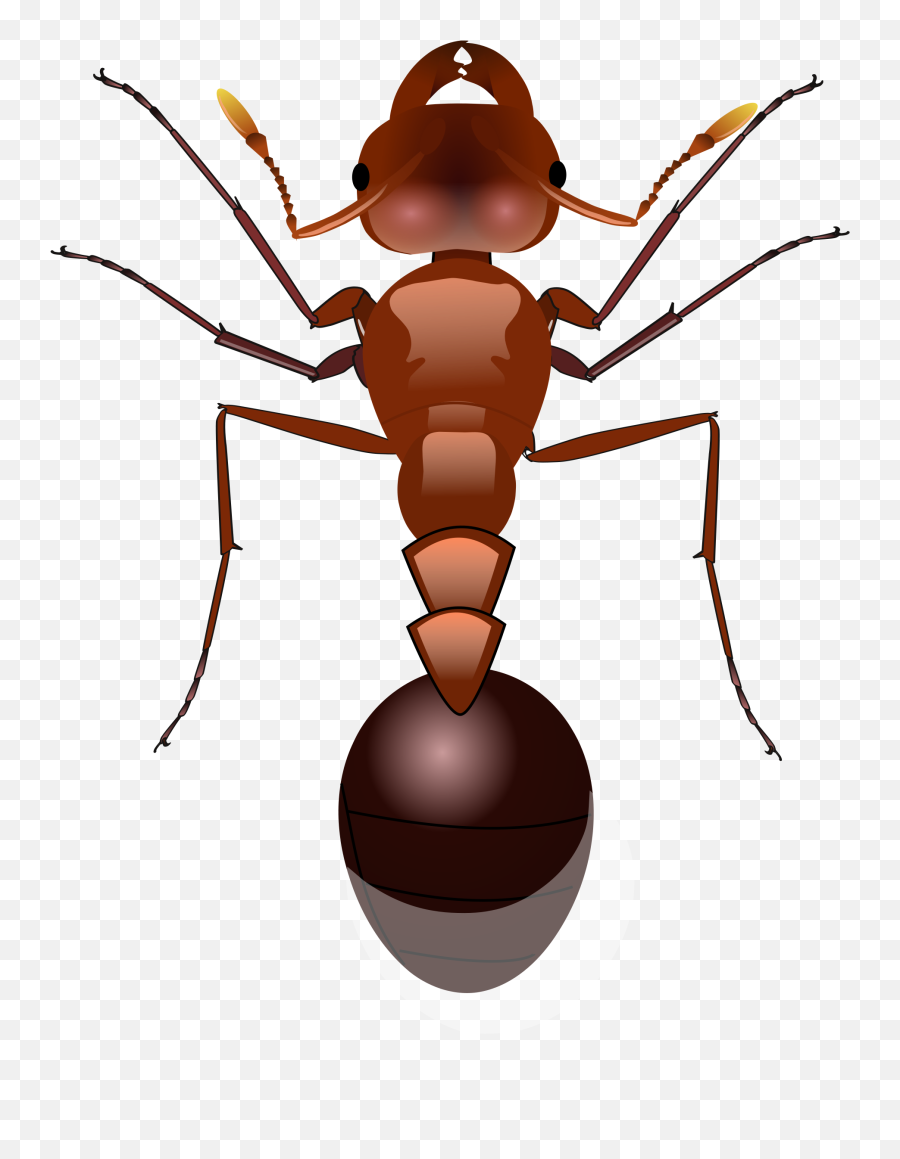 Download Ants Png Image For Free - Ants Png,Ants Png