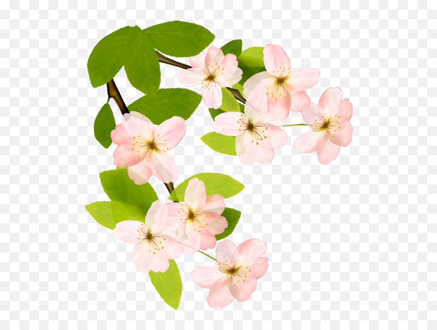 Flowering Dogwood Clipart - Cosmetics Png,Dogwood Png