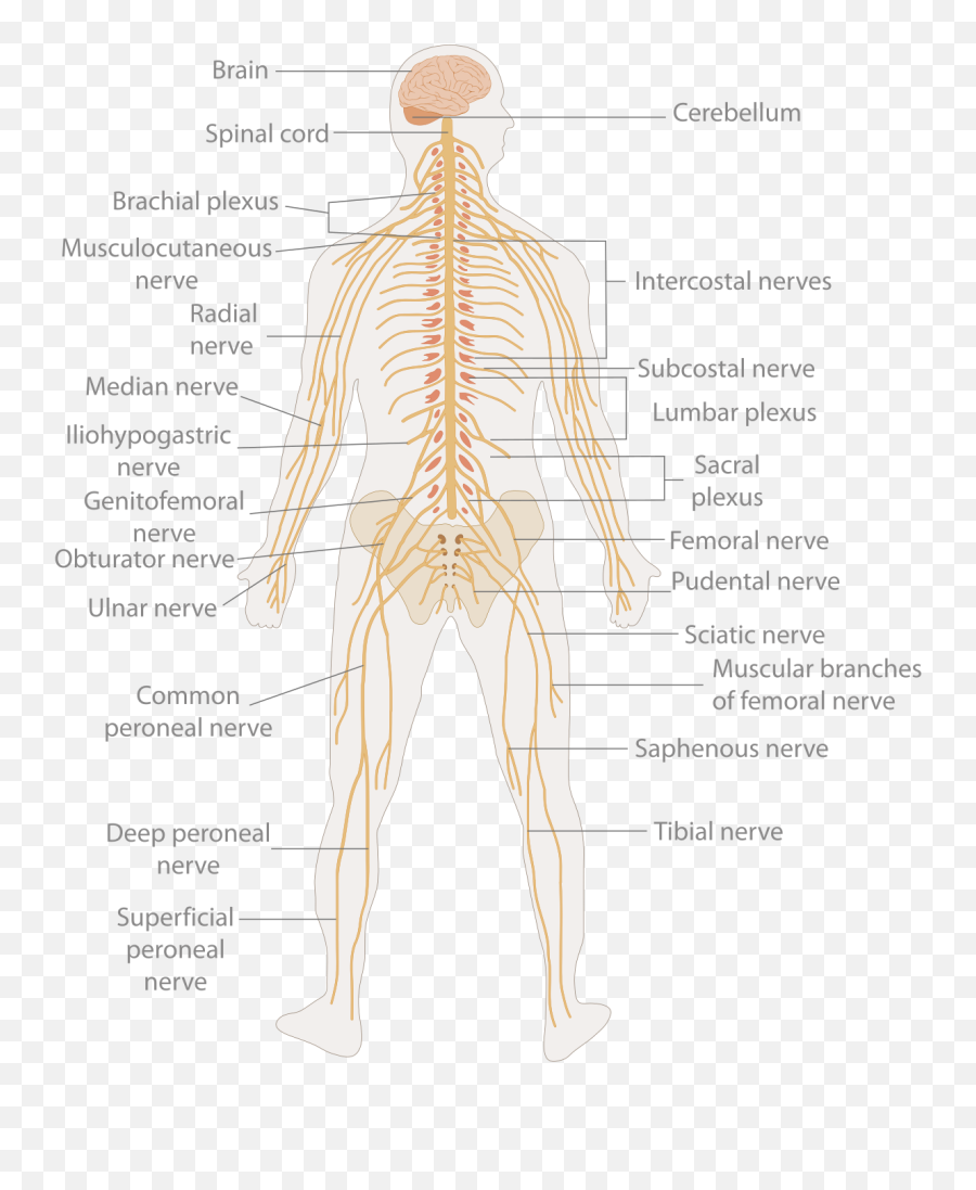 How Does The Nervous System Work - Nervous System Works Png,Nervous System Png