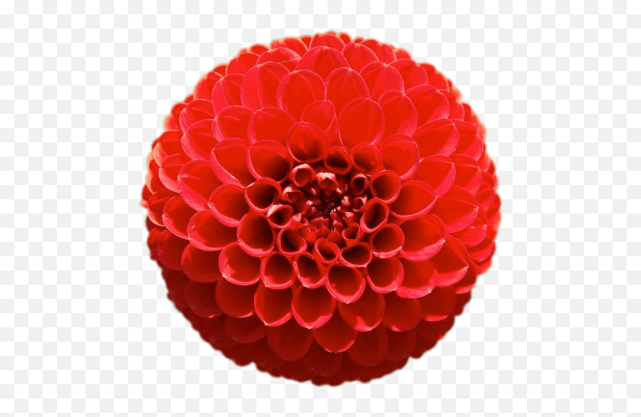 Red Pompom Chrysanthemum Transparent - Dahlia Png,Pom Pom Png