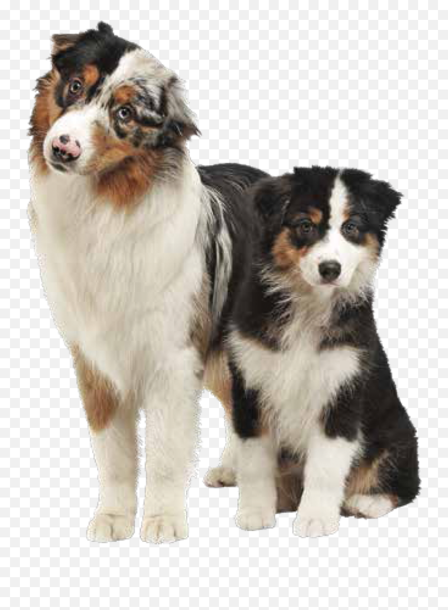 Mountain Dog Food - Australian Shepherd Bernese Mountain Dog Png,Dogs Transparent