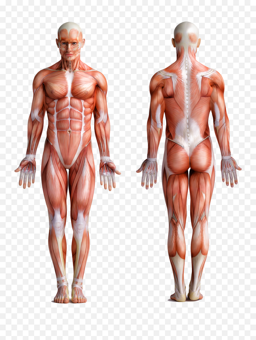 Download Hd Muscle Man - Human Body Transparent Png Image Anatomy Body Png,Muscle Man Png