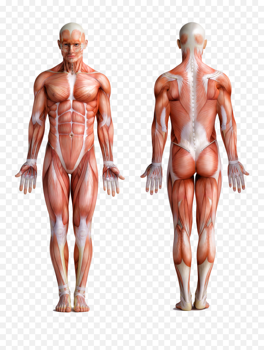 Muscle PNG Image, Free Download Muscles Pictures - Free