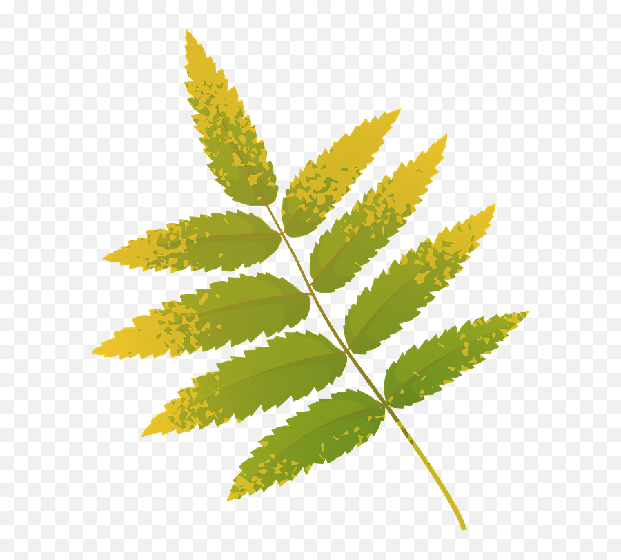 Rowan Tree Yellow Leaf Clipart Free Download Transparent - Rowan Tree Leaves Clip Art Png,Leaves Transparent Png