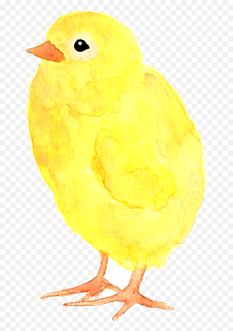 Baby Chick Png - Baby Chick Yellow Easter Clip Art Canary Soft,Baby Chick Png