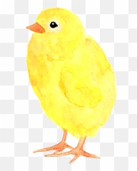 Baby Chick Png - Baby Chick Yellow Easter Clip Art Canary Soft,Baby Chick Png