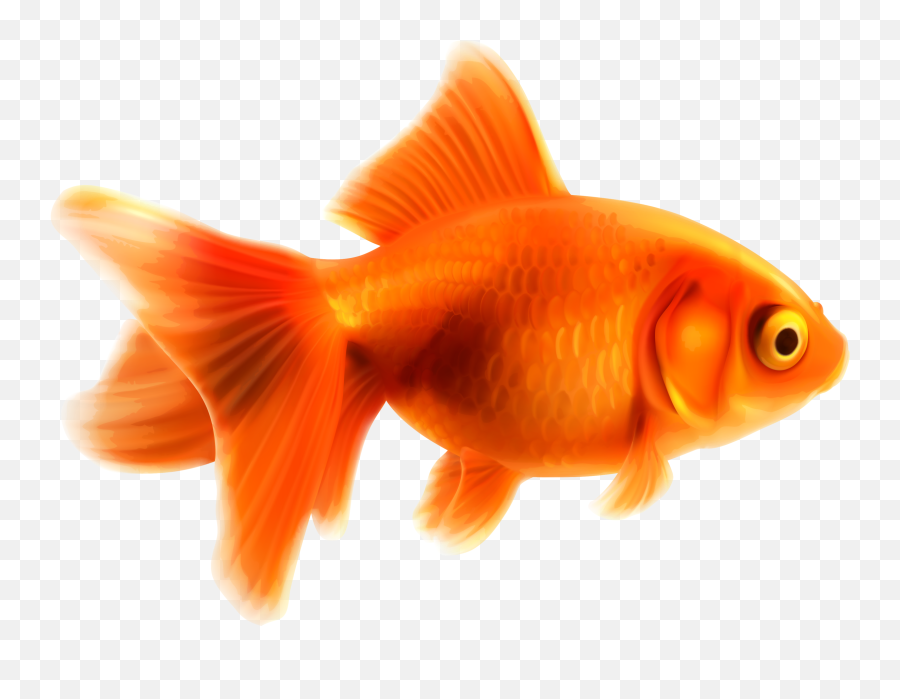 Goldfish Clipart Part - Fish Orange Png,Goldfish Transparent