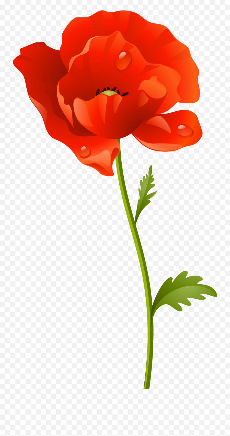 Library Of Red Poppy Floral Clip Frame - Poppy Flower Clipart Png,Poppies Png