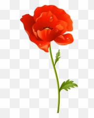 Library Of Red Poppy Floral Clip Frame - Poppy Flower Clipart Png,Poppies Png