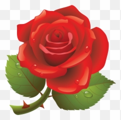 Rose Clipart Transparent Background - Red Happy Day png