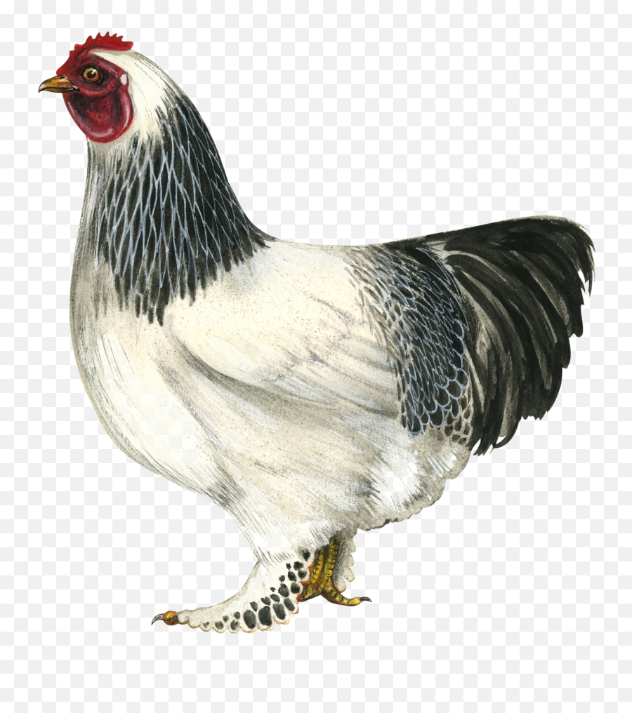 Hen Png Hd All - Brahma Chicken Png,Chicken Png